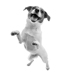 Mascota de campaña